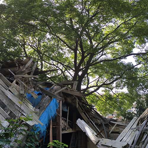 和室四間の屋根が見事に陥没して、見上げれば大きなケヤキが見えます。